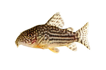 Cory Catfish Corydoras sterbai Sterba's Cory aquarium fish 