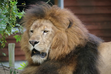 威厳のないライオン