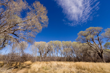 Desert Cottonwood Trees and Blue Sky with Cloud