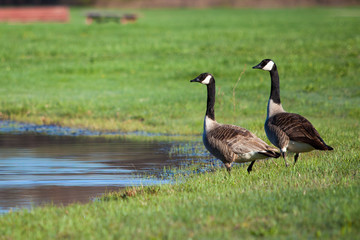 two goose on the water