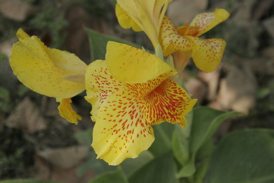 flor de la orquídea