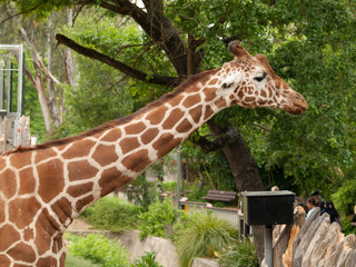 Giraffe side profile image