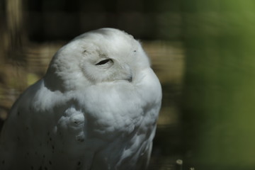 ふくろう　フクロウ　梟　動物園
