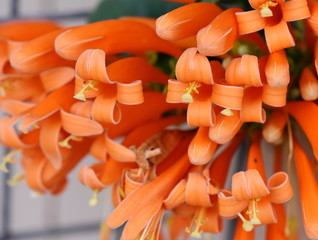 Closeup on the orange flowers of a flamevine Pyrostegia venusta