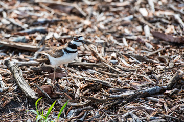 An adult Killdeer (Charadrius vociferus) which is a type of plover is aggressively bobbing its head to deter away a preditor from its nest of eggs.