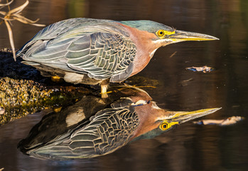 Green Heron fishing in a pond 