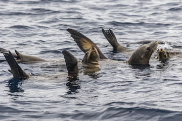 Seals swimming in the ocean