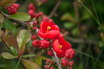 Obraz premium Red spring Japanese quince flowers