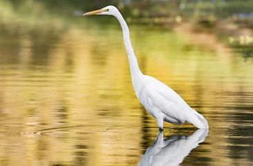 Great Egret fishing in a pond - 146014543