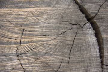 Wood background texture of cut tree trunk close-up.