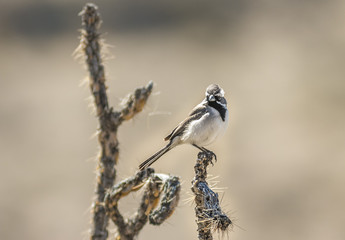 Black-throated Sparrow on a cholla cactus