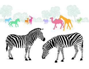 Fototapeta na wymiar Zebra couple with colorful silhouette animals. illustration isolated on white background.
