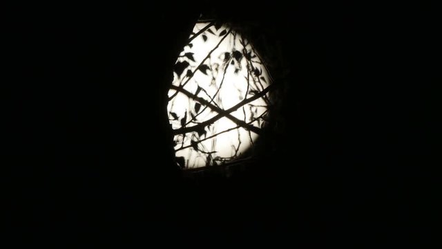 Full Moon with night clouds and large wicked tree time lapse.