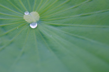  Water on a lotus leaf rolling