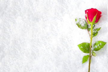 Love will endure forever - frozen winter red rose covered in snow and frost laying on the ground surrounded by ice crystals and water drops, a sign of unflattering lasting passion with copy space