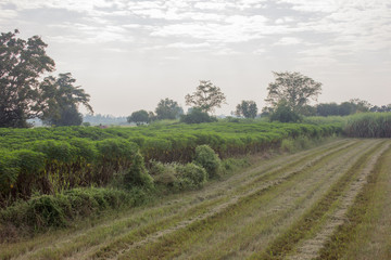 Rice fields after already harvested