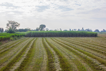 Fototapeta na wymiar Rice fields after already harvested