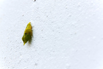 Blank chrysalis butterfly