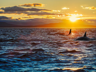 Two killer whales against setting sun. Vancouver Island, British Columbia, Canada