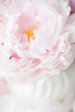 Ever so Delicate - Floral blur, Pink Peony