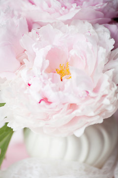 Light pink double Peonies in white ceramic vase.