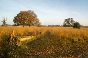 Dead tree in Moorland