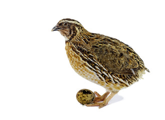 Fototapeta premium Quail hen and eggs isolated on white. Domesticated quails are important agriculture poultry