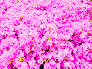 Pink bougainvillea flowers.Background.