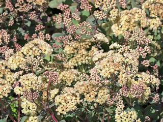 Hohe Fetthenne, Hylotelephium telephium