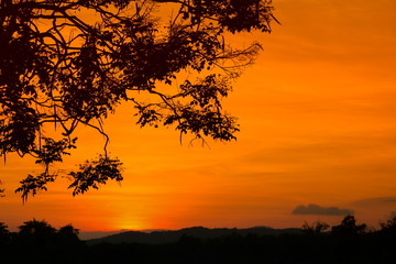Fototapeta na wymiar silhouette tree and sunset beautiful colorful landscape in sky twilight time