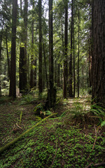 Forest In the Redwoods, California