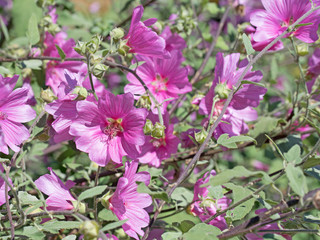 Buschmalven, Malven, Malva, Blüten