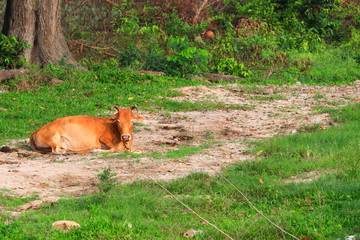 Naklejka na ściany i meble brown cow relax on a green meadow in the countryside