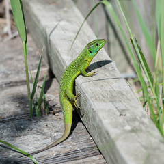 Obraz premium Green lizard, Lacerta bilineata