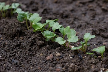 leaves of radish