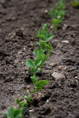 pea in garden