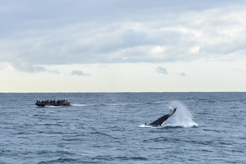 Fototapeta premium Humpback whales in wildlife