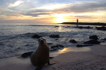 Naklejka na ściany i meble Sea Lion at sunset in Galapagos Islands / Ecuador