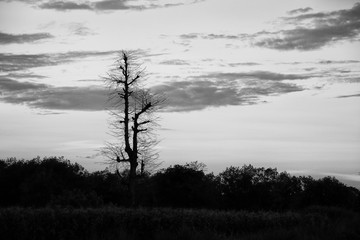 black and white dry tree silhouettes in the forest sky