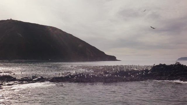 Starichkov Island specially protected natural area with pusa and waterfowl colonies in southwestern part of the Avacha Gulf of the Pacific ocean stock footage video