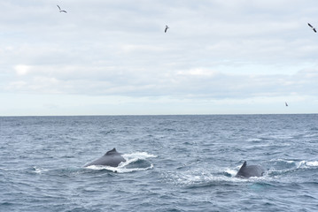Humpback whales