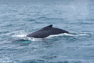 Fototapeta premium Humpback whales in wildlife