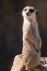 Fototapeta premium Surikata, Suricata suricatta. Small african mammal meerkat or suricate watching out for dange