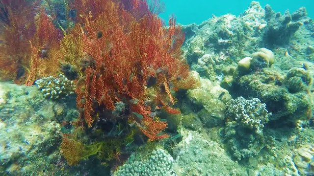 Tropical Coral reef, Underwater shot. Anemones and Soft Corals, Vibrant Colors. Beautiful underwater clip. 