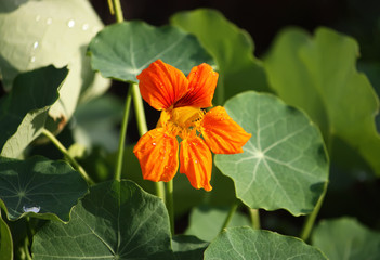 Beautiful flowers of nasturtiums.