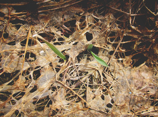 Dry grass and green sprouts