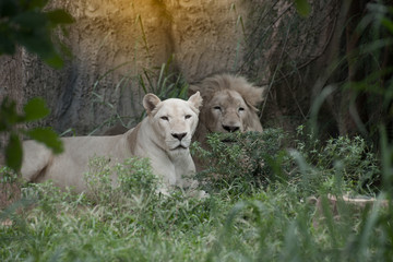 Naklejka na ściany i meble The white lion is occasionally in South Africa and is a rare color mutation of the Kruger subspecies of lion (Panthera leo krugeri).