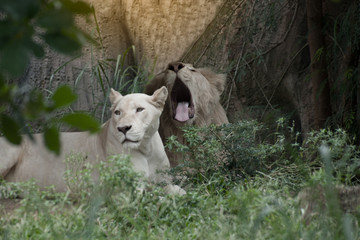 The white lion is occasionally in South Africa and is a rare color mutation of the Kruger...