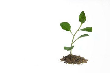 Green growing plant in soil isolated on white background