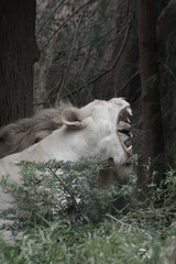 Naklejka premium The white lion is occasionally in South Africa and is a rare color mutation of the Kruger subspecies of lion (Panthera leo krugeri).